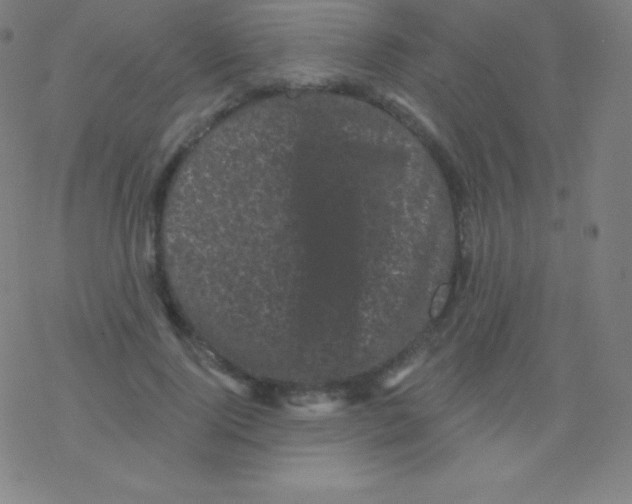 X0000077350740200611101613