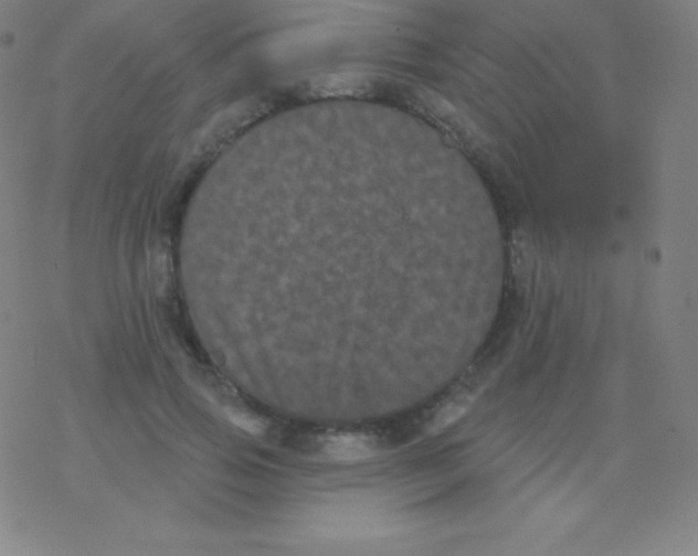 X0000077350741200611101613