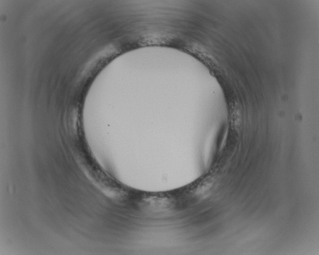 X0000077350742200611101613