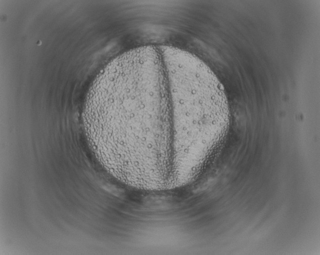 X0000077350745200611101613