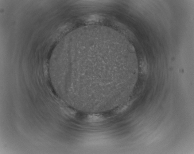 X0000077350753200611101613