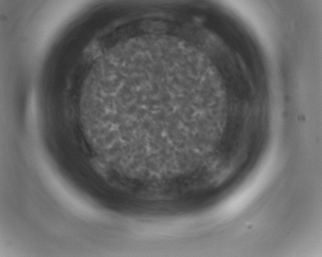 X0000077350765200611101614