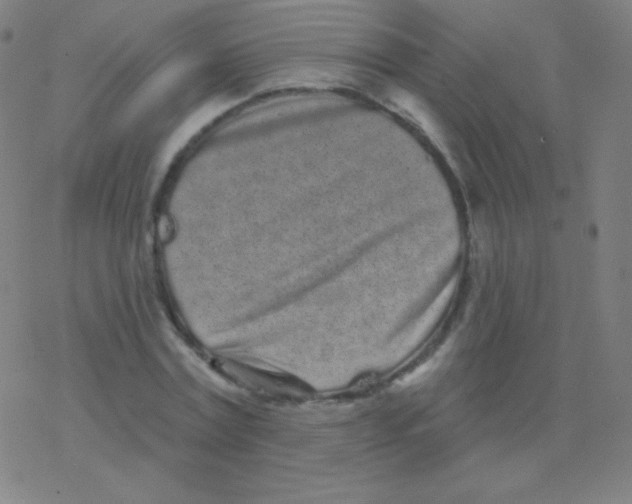 X0000077350779200611101613