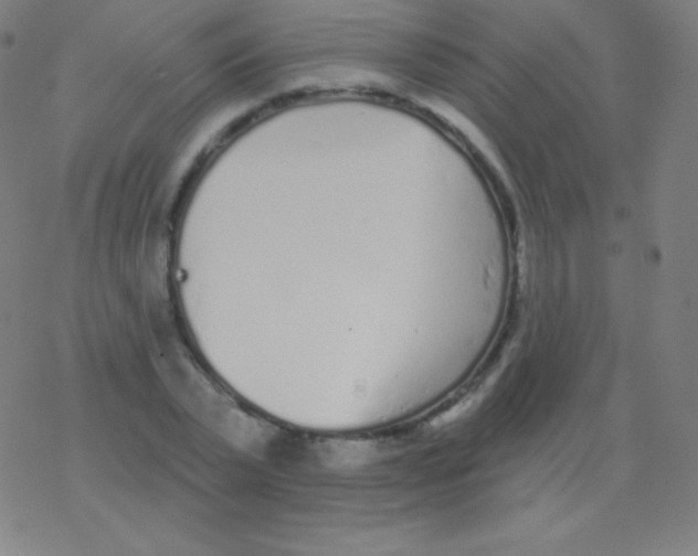 X0000077350783200611101613