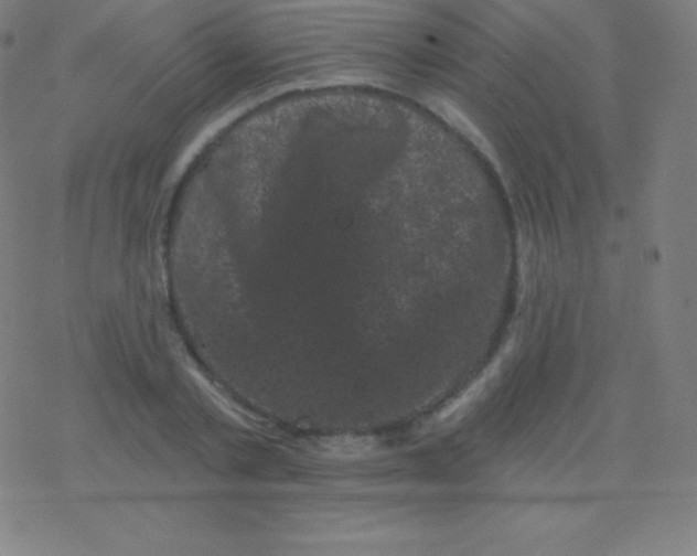 X0000077350789200611101613