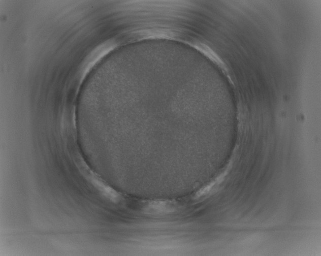 X0000077350790200611101613