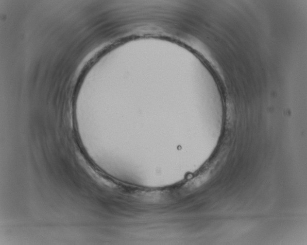 X0000077350791200611101613