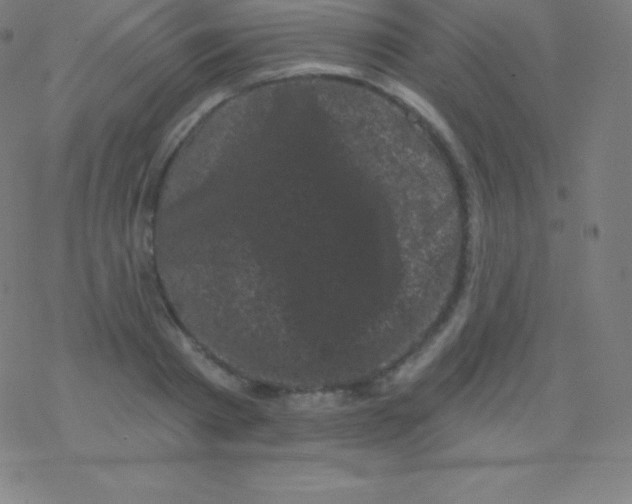 X0000077350793200611101613