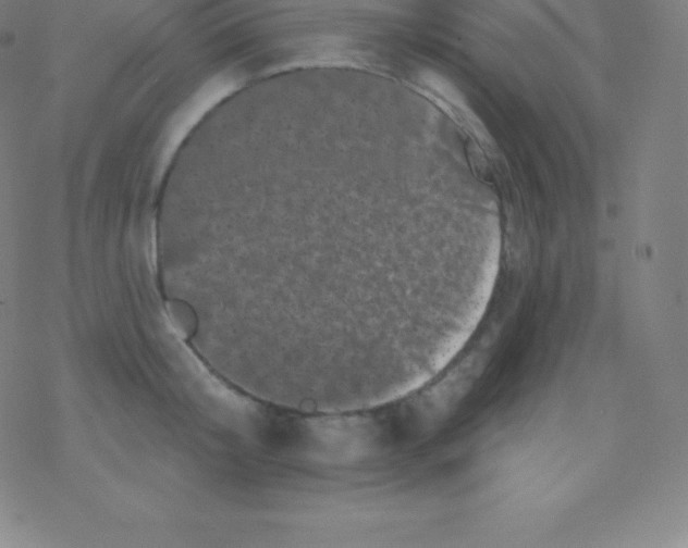 X0000077350804200611101612