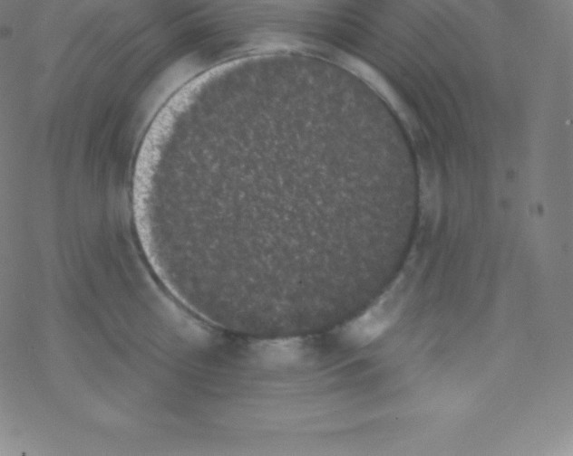 X0000077350810200611101612