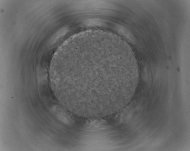 X0000077350824200611101611