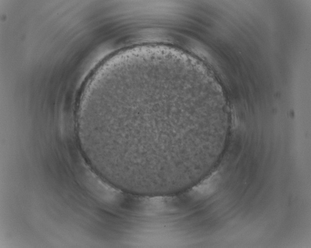 X0000077350828200611101612