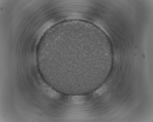 X0000077350832200611101612