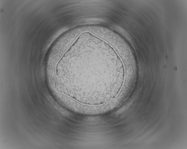 X0000077350835200611101612