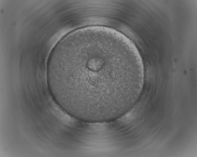 X0000077350836200611101612