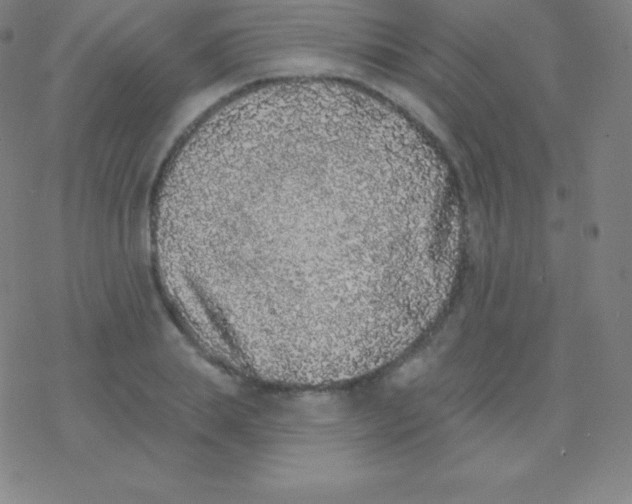 X0000077350839200611101612