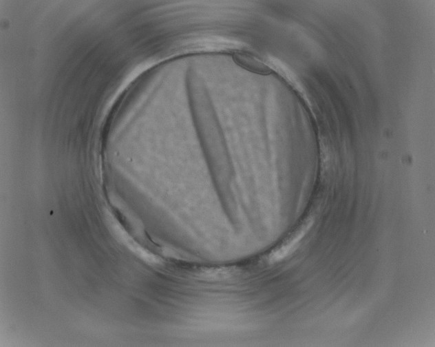 X0000077350843200611101612