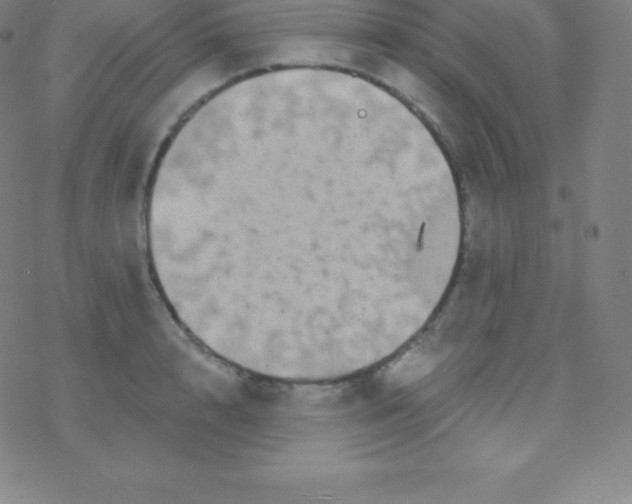 X0000077350848200611101612