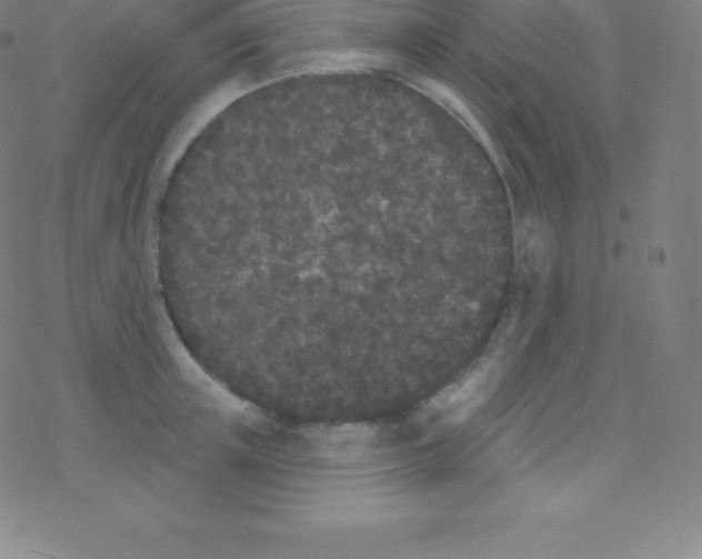 X0000077350851200611101612