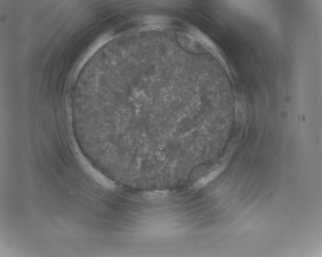 X0000077350859200611101612