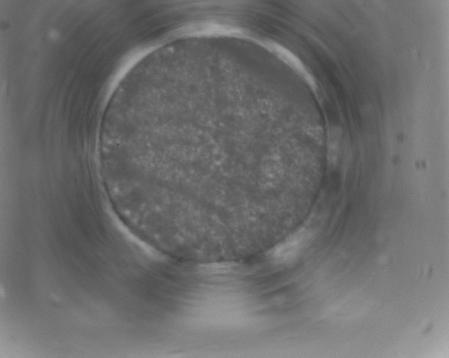 X0000077350863200611101612