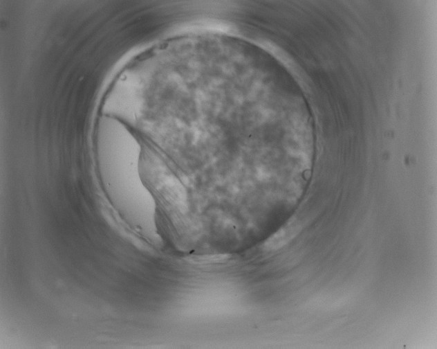 X0000077350864200611101612