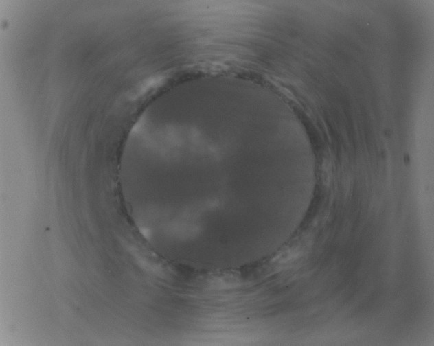 X0000077350865200611101611