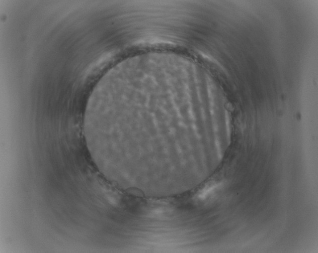 X0000077350870200611101611