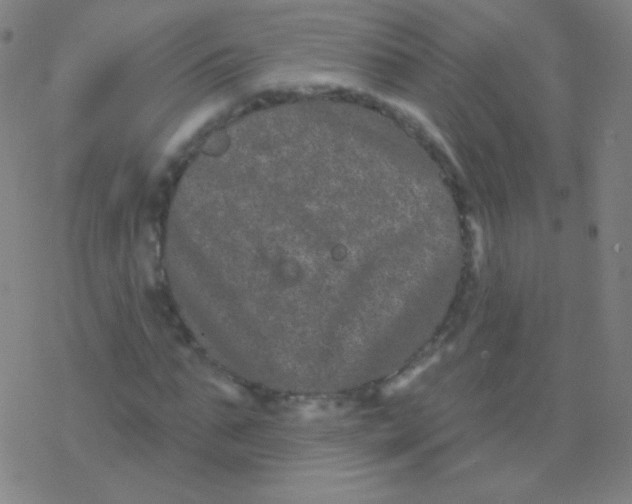 X0000077350871200611101611