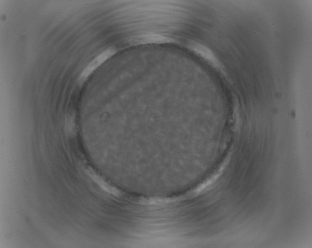 X0000077350873200611101611