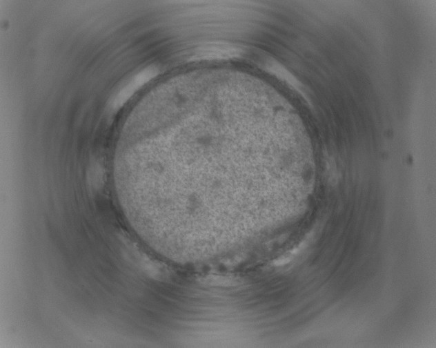 X0000077350874200611101611