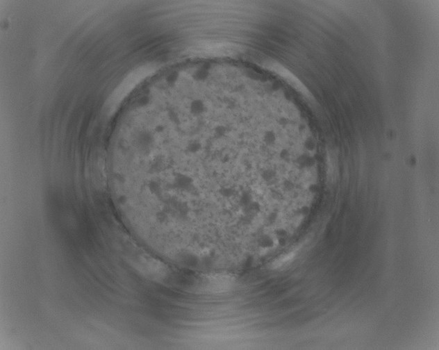 X0000077350878200611101611