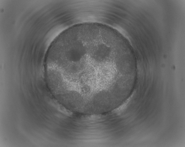 X0000077350879200611101611