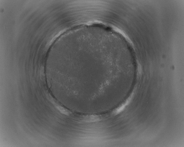 X0000077350881200611101611