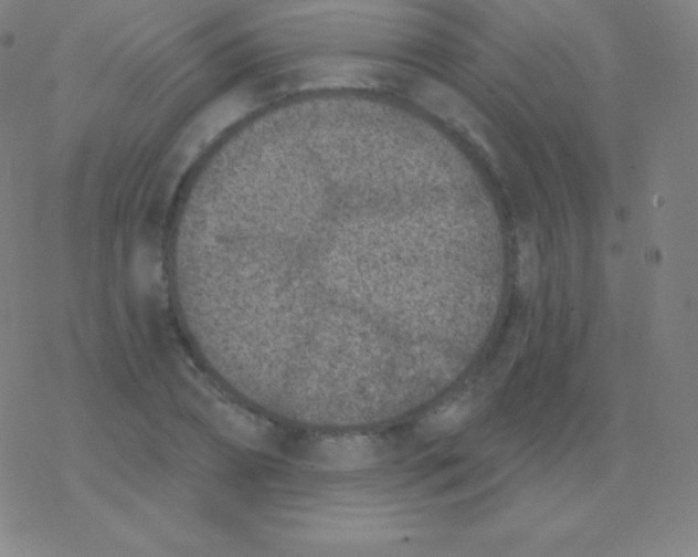 X0000077350882200611101611