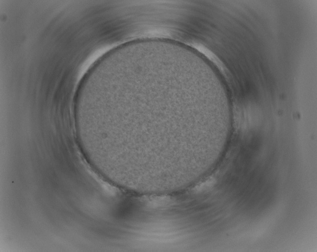 X0000077350886200611101611