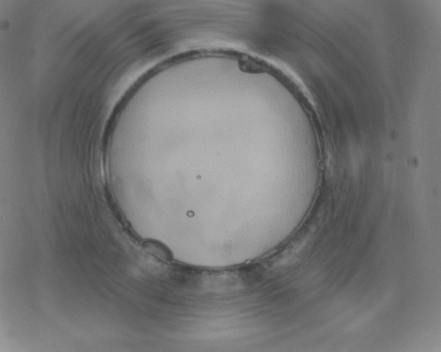 X0000077350887200611101611