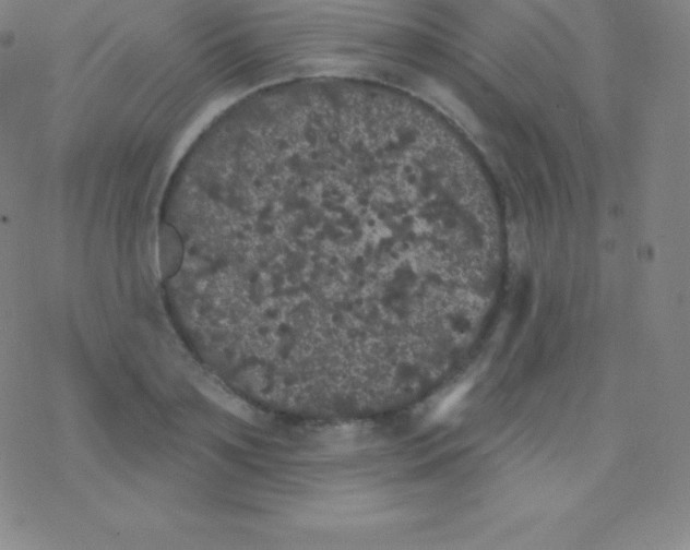 X0000077350891200611101611