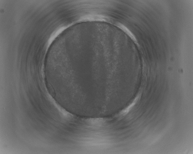 X0000077350893200611101611