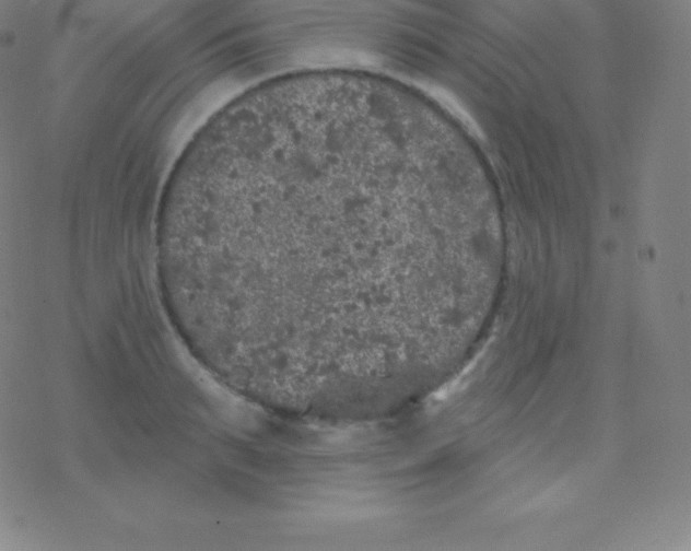 X0000077350895200611101611