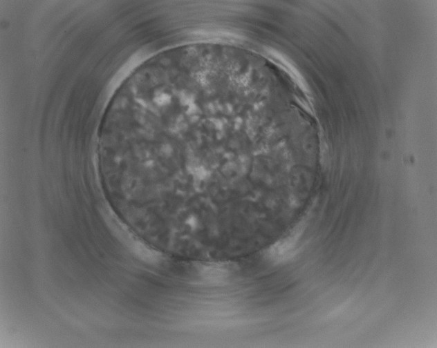 X0000077350899200611101611