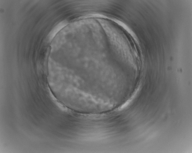 X0000077350905200611101611