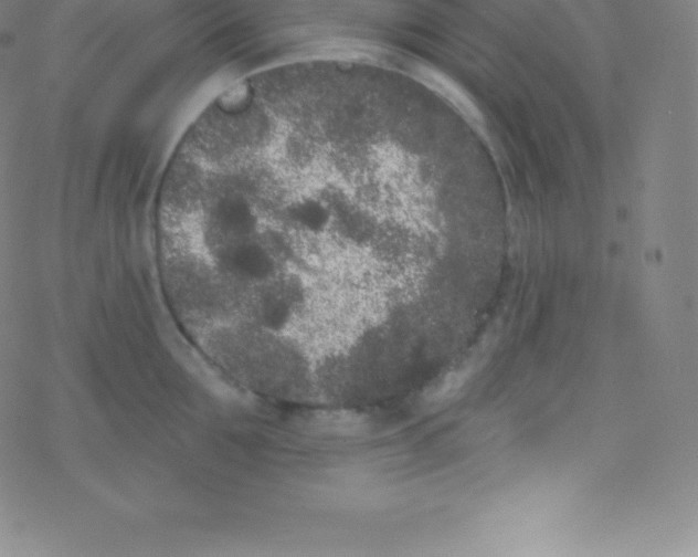 X0000077350907200611101611