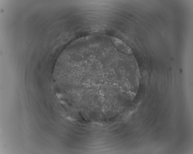 X0000077350913200611101610