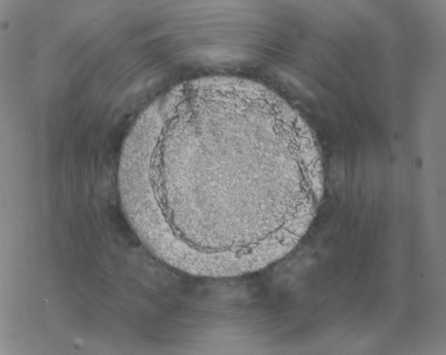 X0000077350917200611101610