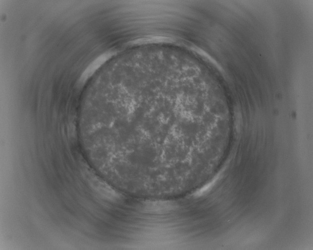 X0000077350921200611101610