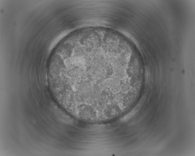 X0000077350925200611101610