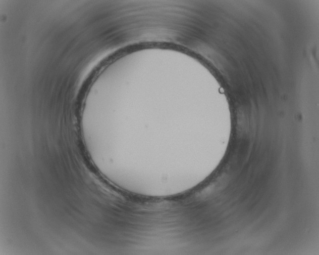 X0000077350926200611101610