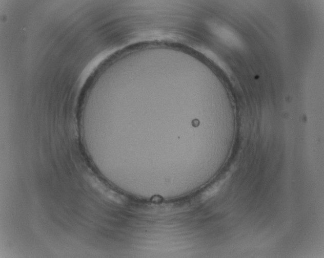 X0000077350927200611101610