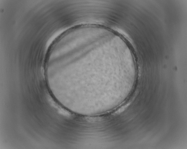 X0000077350928200611101610